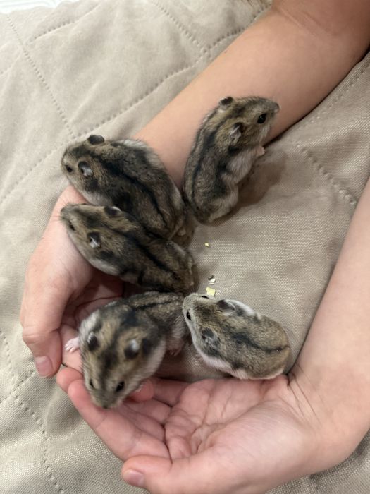 Джунгарские хомячки