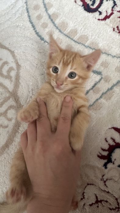 Отдам котенка в хорошие руки
