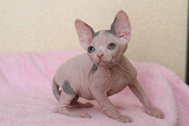 Котята канадского сфинкса