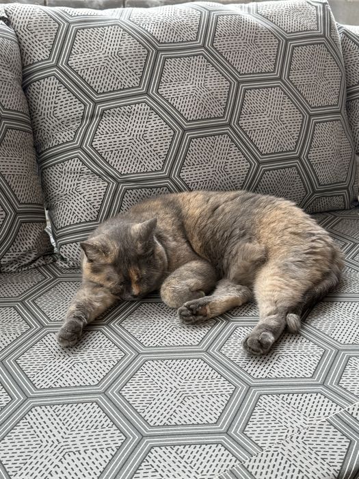 Отдам кошку породистую