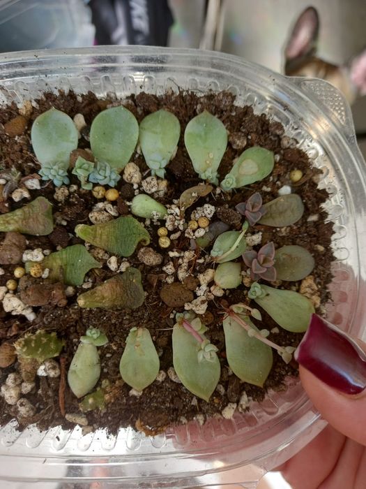 Пророщенные листочки сакулентов