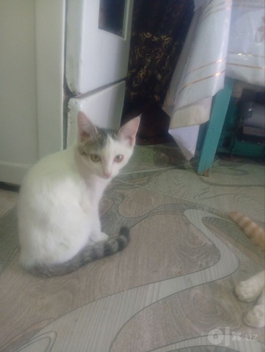 Отдам хорошие руки котят