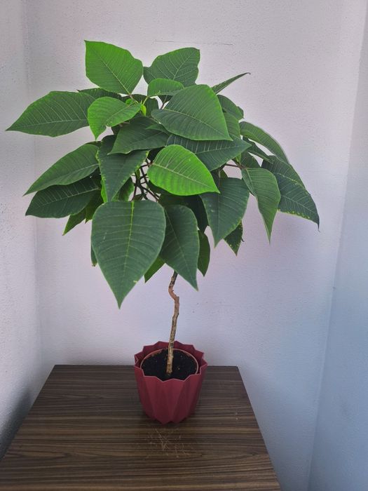 Спатифилум, папрат, коледна звезда и дървото на живота