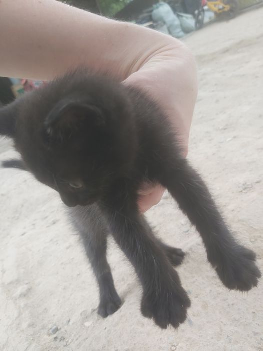 Котята бесплатно