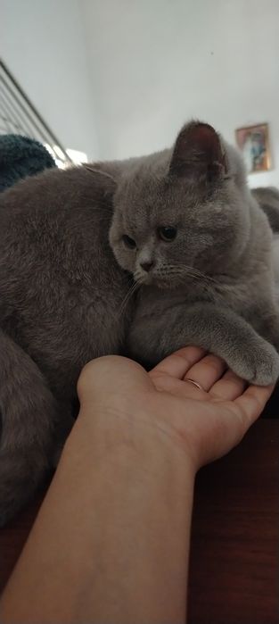 Продаются породистые британские котят