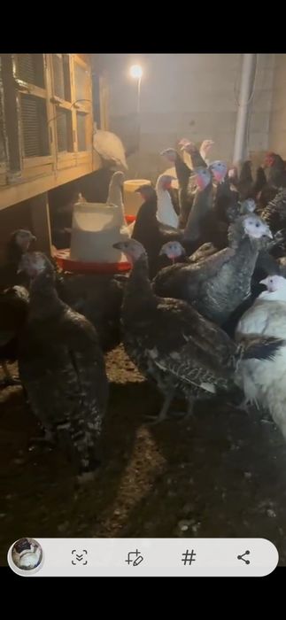 Инюшки Бронза 708 Россия , уже несутся