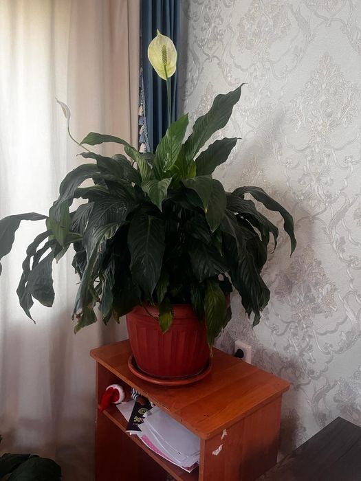 Продам комнатные растения