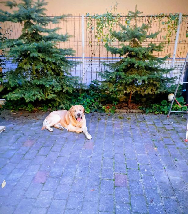 Vand cusca caine talie mare