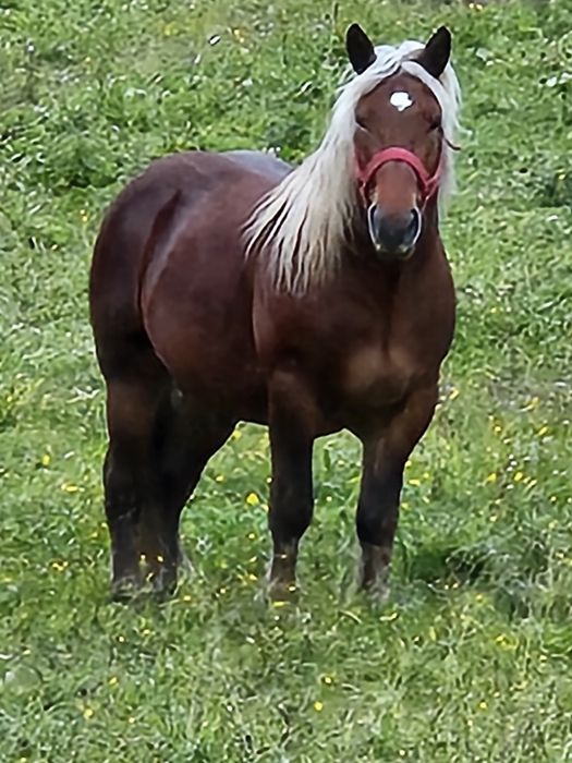 Vand armasar blond