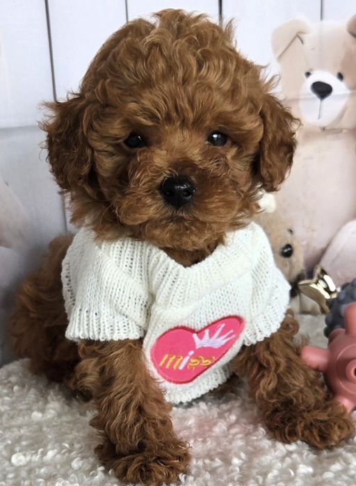 Пудел той /Poodle toy с генетични тестове на родителите / родословие