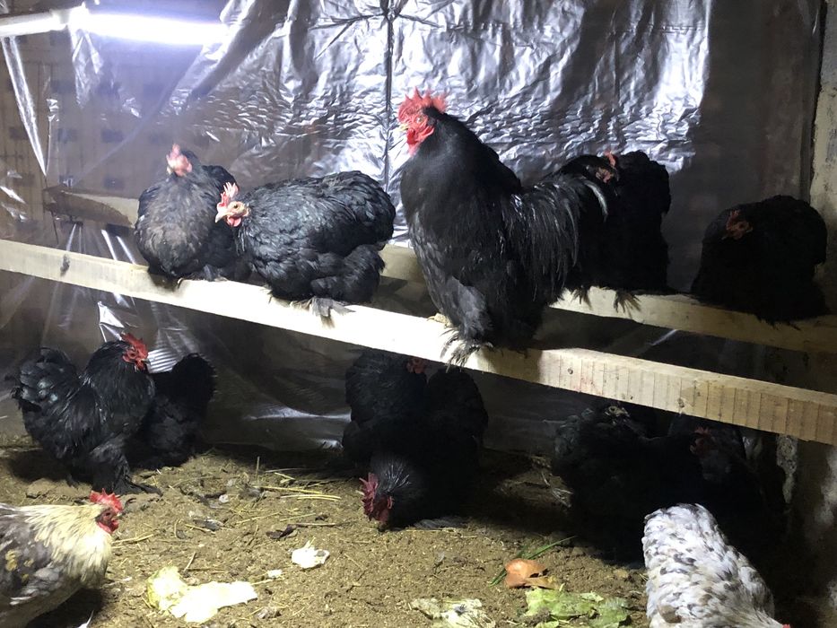 Карликовый кохинхин сатылады