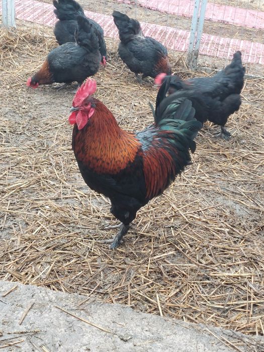 Marans,Vorwerk, Australorp..