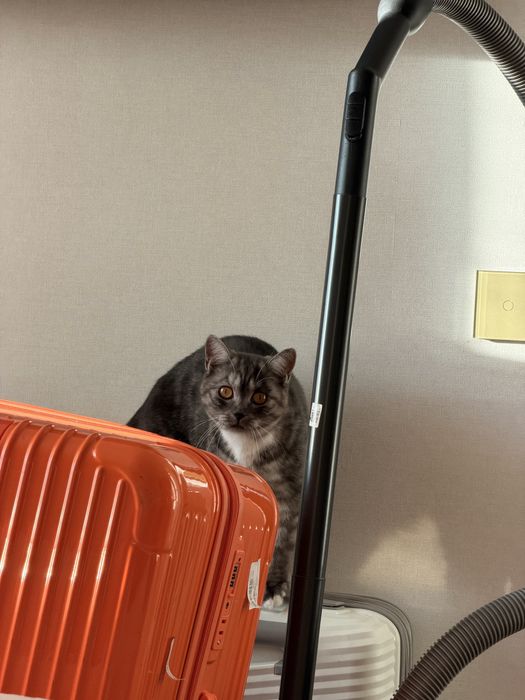 Кошка скотиш страйт