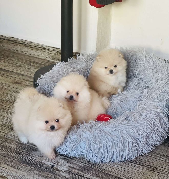 Померан минк