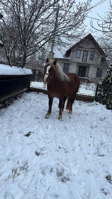 Manz de 2 ani invatat la faiton