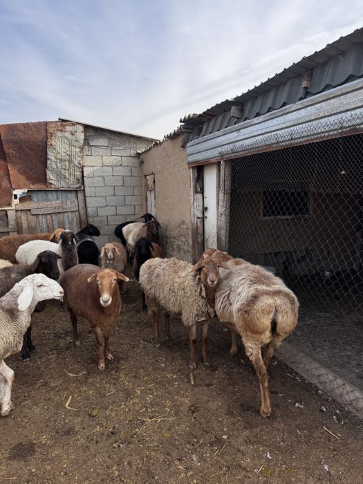 Продам баран на резку