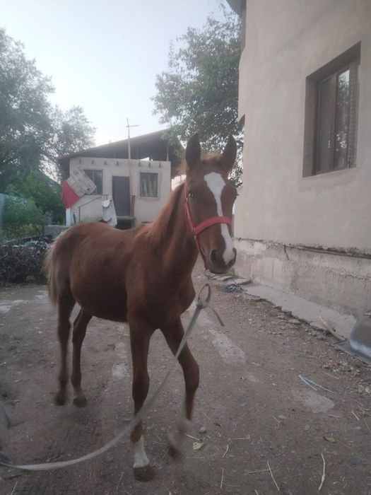 Дончак каны бар 6 айлык еркек