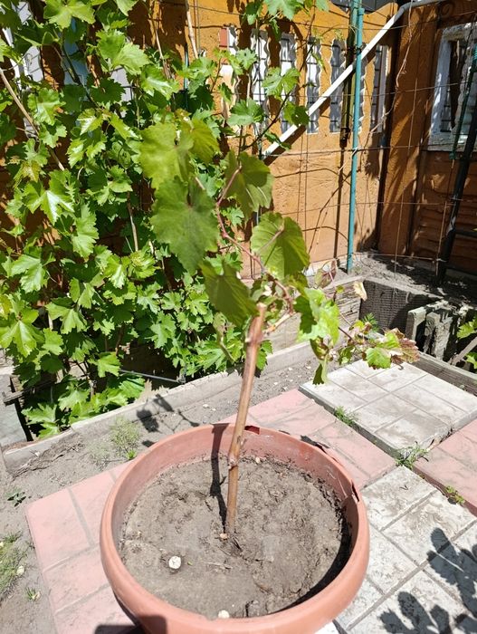 Продам саженец винограда Кодрянка