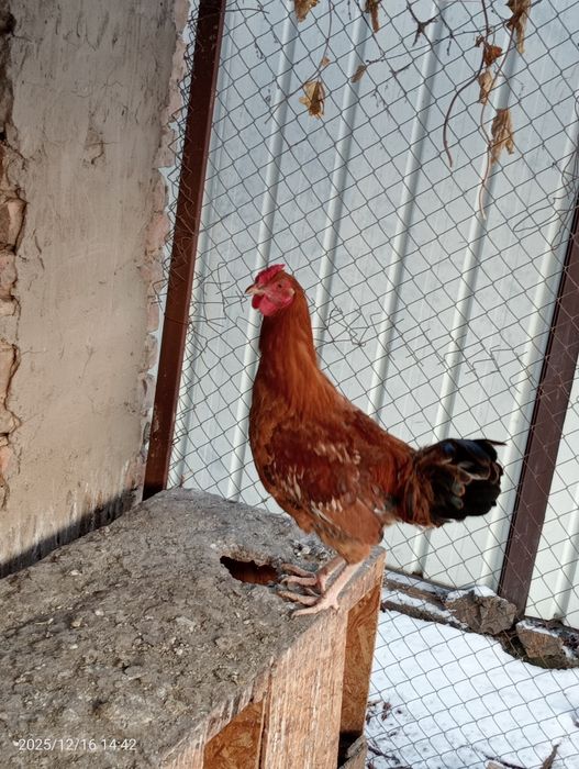 Әтеш  сатамын жақсы