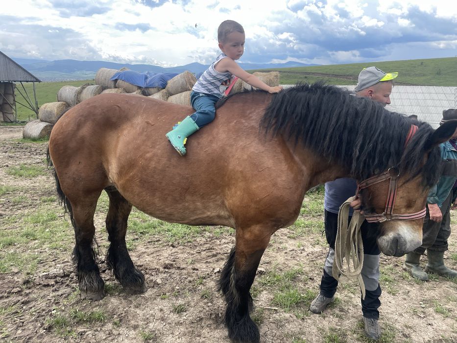 Doua iepe si un armasar schimb cu masina