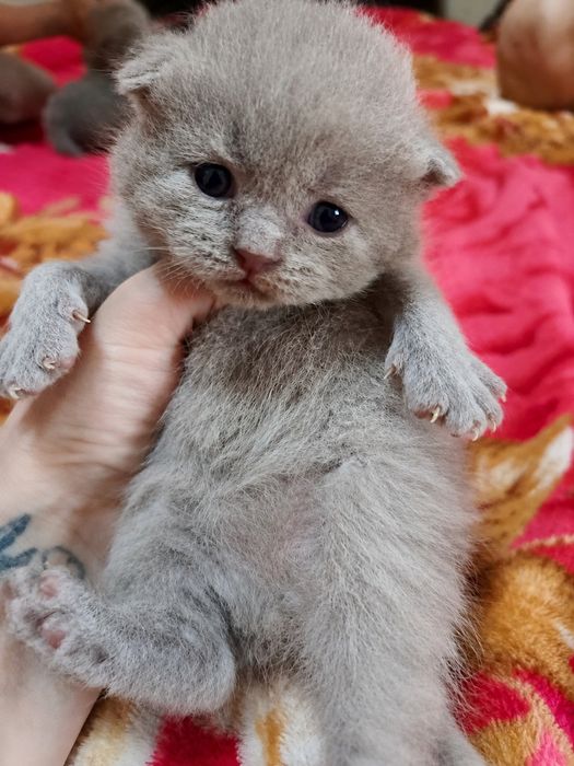 Продаются котята