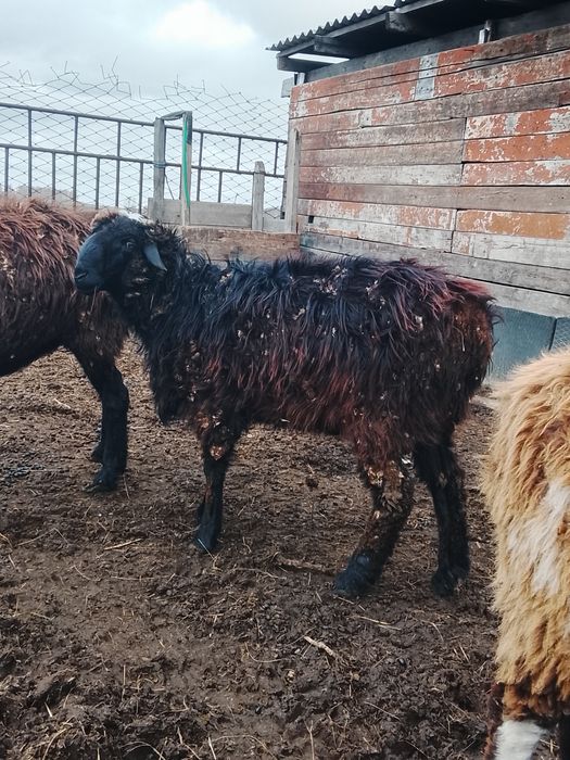 Продам бараный 9 месячные