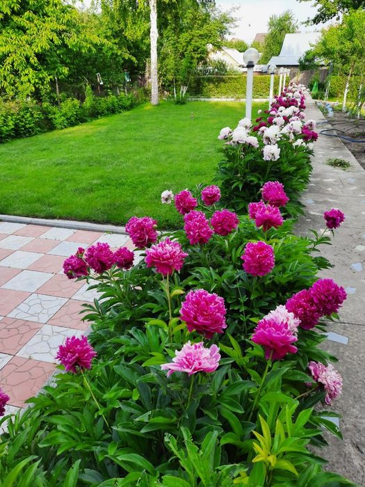 Продам корни пионов