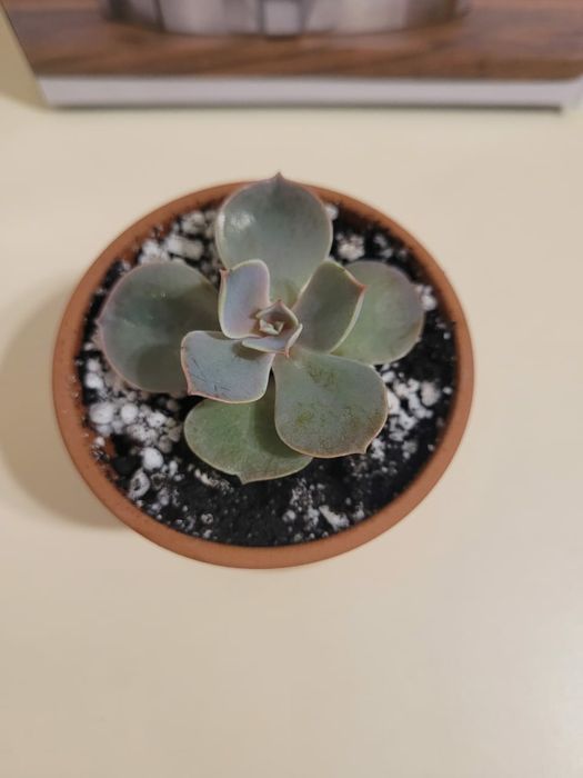 Суккулентные растения, сочные красивые разные