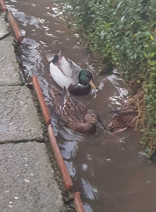 Патици -няколко чифта