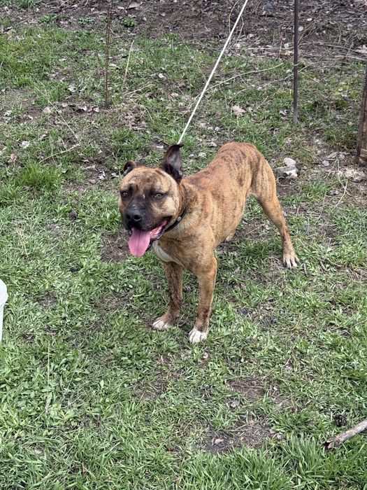 стаффордширский терьер