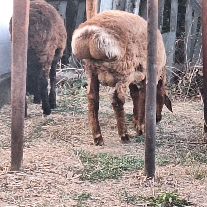 Продам овец баран кой