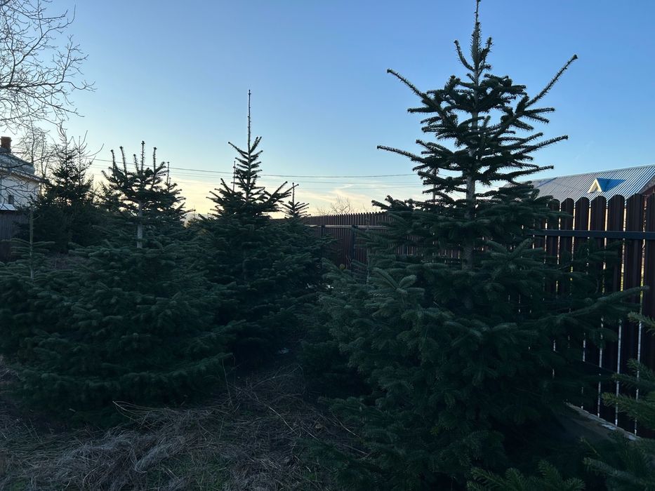 Brazi Naturali de Craciun 1.5m – 2.5m | Proaspeti, Taiati pe Loc