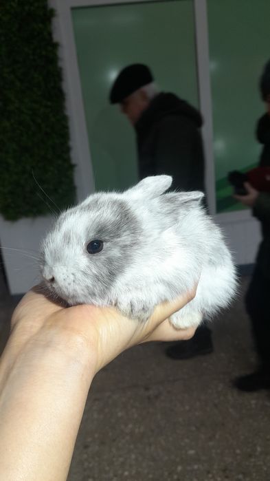 Кролики декоративные