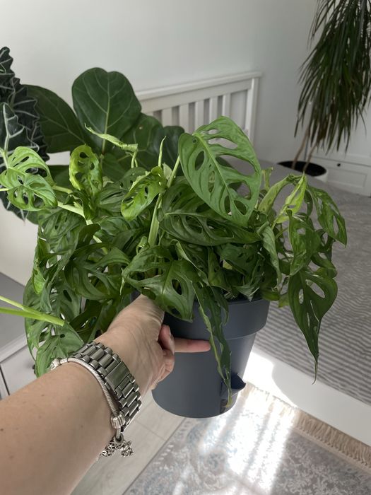 Продам монстеру манки