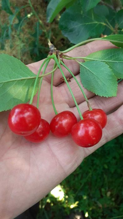 Плодовые деревья