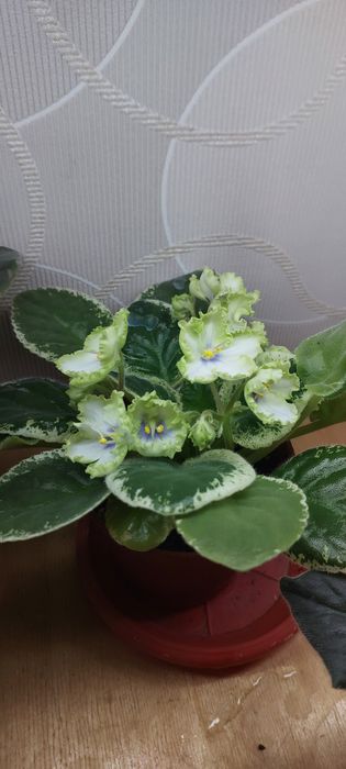Продаю фиалки.домашние.есть разные сорта.
