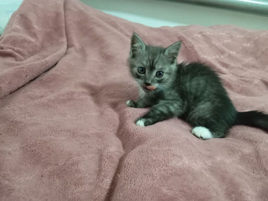 Отдам котят в добрые руки