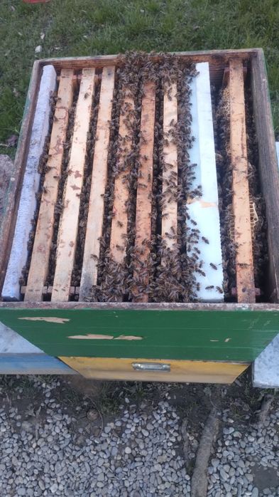 Vând 5familii de albine  50lei rama