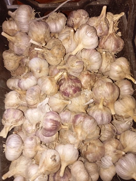Продам домашний чеснок