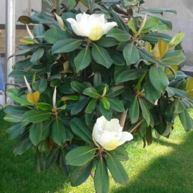 Archa kesish ishlar har xill shakillar boĝbonchilik dizayn landshaft