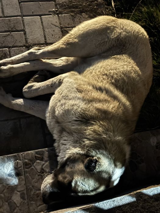 Найден Алабай в районе Коксай