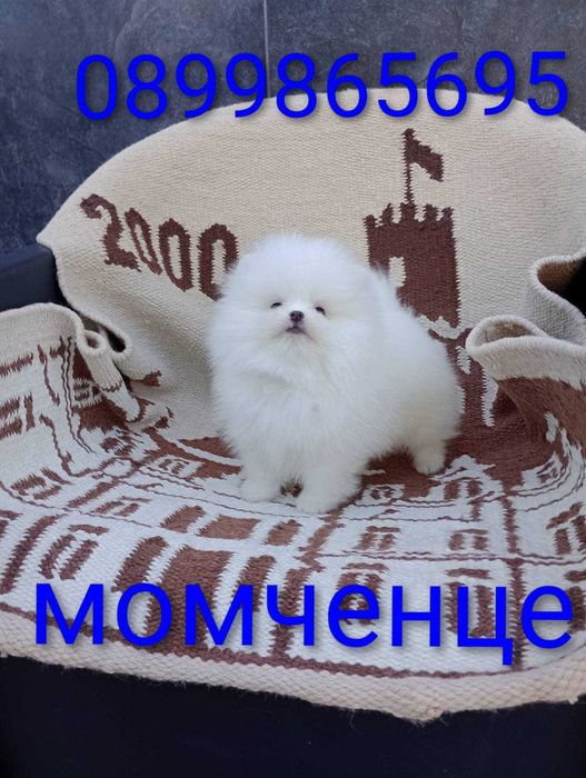 Чисто Бял Мъжки Померан.
