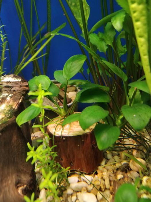 .Анубиас (лат. Anubias)