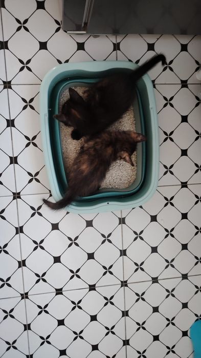 Dau 2 pisicuțe spre adopție
