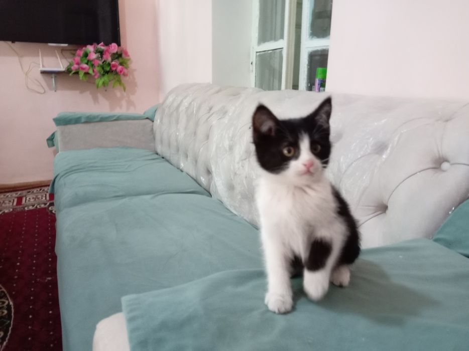 Домашние животные котята