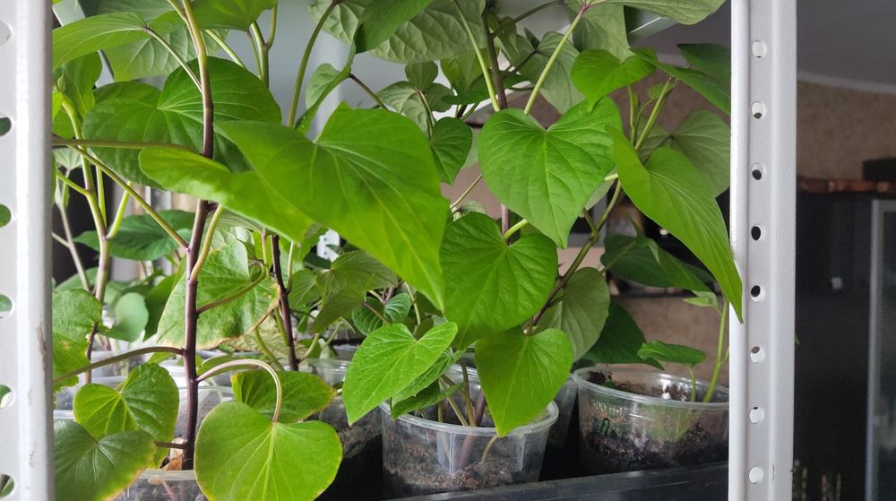 Рассада батата дом