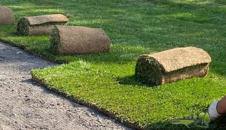 Натуральный рулонный газон в ташкенте