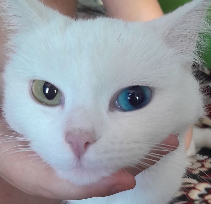 Као-мани редкая порода.