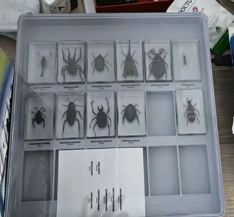 Списание Буболечки