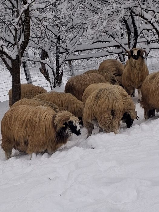 Oi breze de inalta calitate